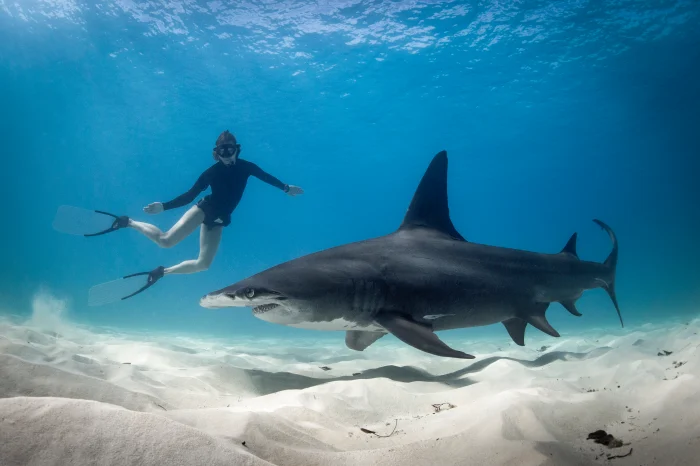 Walton County shark attack, Florida